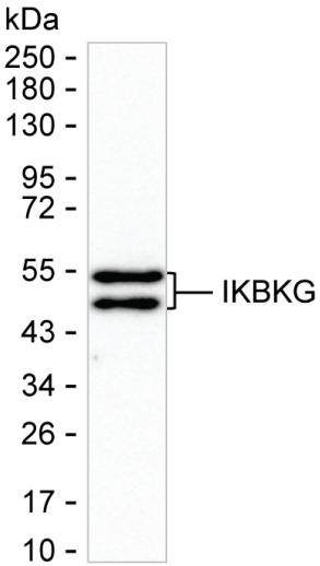 IKK gamma Antibody in Western Blot (WB)