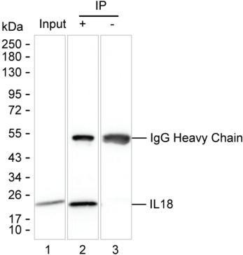 IL-18 Antibody in Immunoprecipitation (IP)