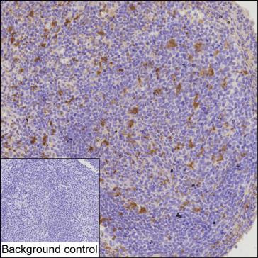 IL-18 Antibody in Immunohistochemistry (Paraffin) (IHC (P))