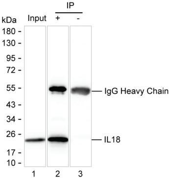 IL-18 Antibody in Immunoprecipitation (IP)