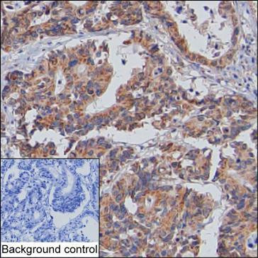 XIAP Antibody in Immunohistochemistry (Paraffin) (IHC (P))