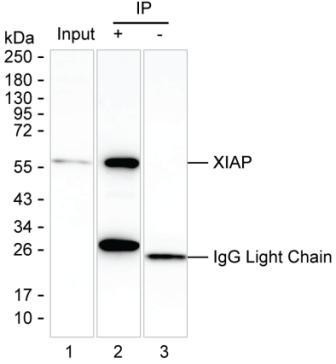 XIAP Antibody in Immunoprecipitation (IP)