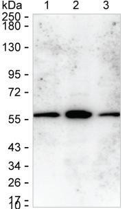 XIAP Antibody in Western Blot (WB)