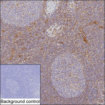 CXCL12 Antibody in Immunohistochemistry (Paraffin) (IHC (P))