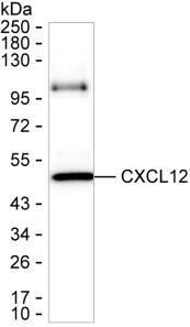 CXCL12 Antibody in Western Blot (WB)