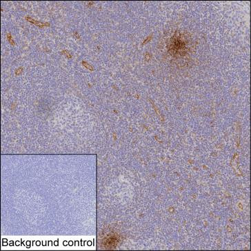 CXCL12 Antibody in Immunohistochemistry (Paraffin) (IHC (P))