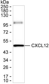 CXCL12 Antibody in Western Blot (WB)