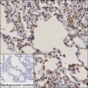 IRF9 Antibody in Immunohistochemistry (Paraffin) (IHC (P))