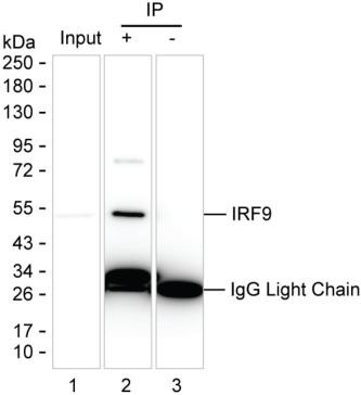 IRF9 Antibody in Immunoprecipitation (IP)