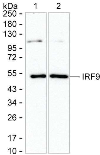 IRF9 Antibody in Western Blot (WB)