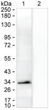 CHOP Antibody in Western Blot (WB)