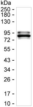 CARS Antibody in Western Blot (WB)