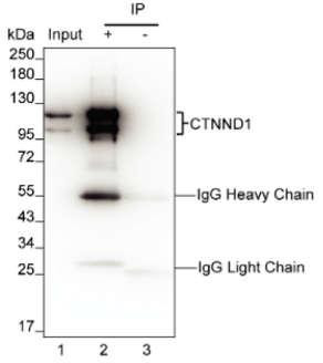 delta Catenin Antibody in Immunoprecipitation (IP)