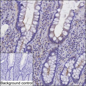 ZO-3 Antibody in Immunohistochemistry (Paraffin) (IHC (P))