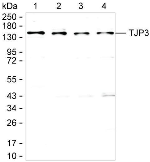 ZO-3 Antibody in Western Blot (WB)