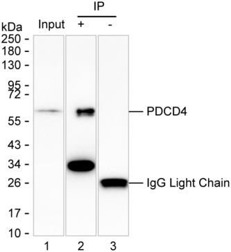 PDCD4 Antibody in Immunoprecipitation (IP)