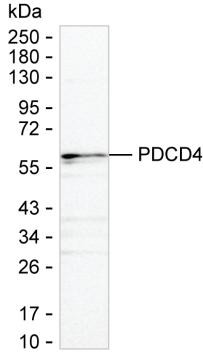 PDCD4 Antibody in Western Blot (WB)