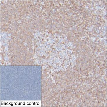 IL-16 Antibody in Immunohistochemistry (Paraffin) (IHC (P))