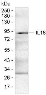 IL-16 Antibody in Western Blot (WB)