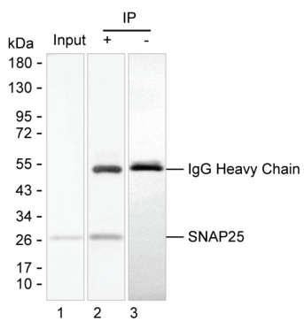 SNAP25 Antibody in Immunoprecipitation (IP)