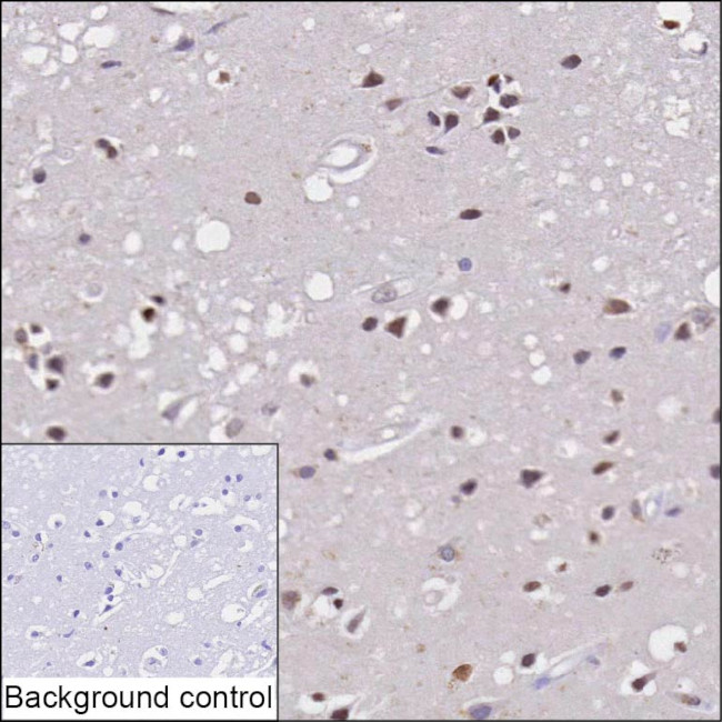 GDNF Antibody in Immunohistochemistry (Paraffin) (IHC (P))