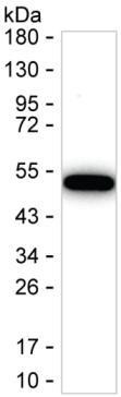 GDNF Antibody in Western Blot (WB)