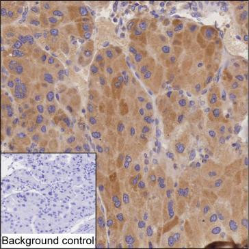 Fetuin B Antibody in Immunohistochemistry (Paraffin) (IHC (P))