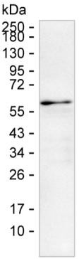 Fetuin B Antibody in Western Blot (WB)