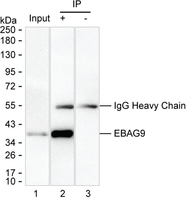 RCAS1 Antibody in Immunoprecipitation (IP)