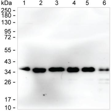 RCAS1 Antibody in Western Blot (WB)