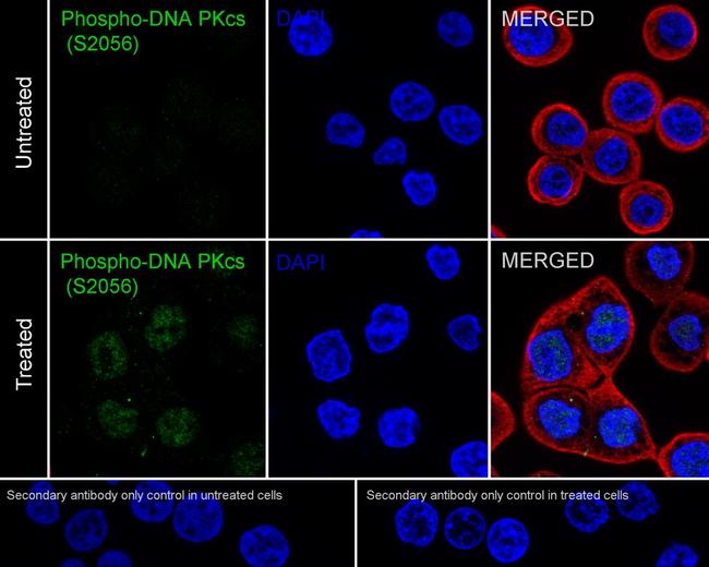 Phospho-DNA-PK (Ser2056) Antibody in Immunocytochemistry (ICC/IF)