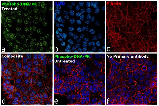 Phospho-DNA-PK (Ser2056) Antibody in Immunocytochemistry (ICC/IF)