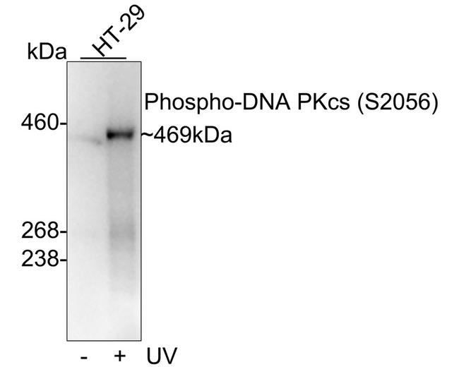 Phospho-DNA-PK (Ser2056) Antibody in Western Blot (WB)