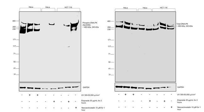 Phospho-DNA-PK (Ser2056) Antibody in Western Blot (WB)