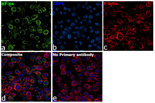 B7-H4 Antibody in Immunocytochemistry (ICC/IF)