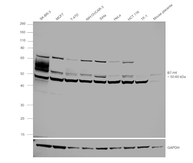 B7-H4 Antibody in Western Blot (WB)