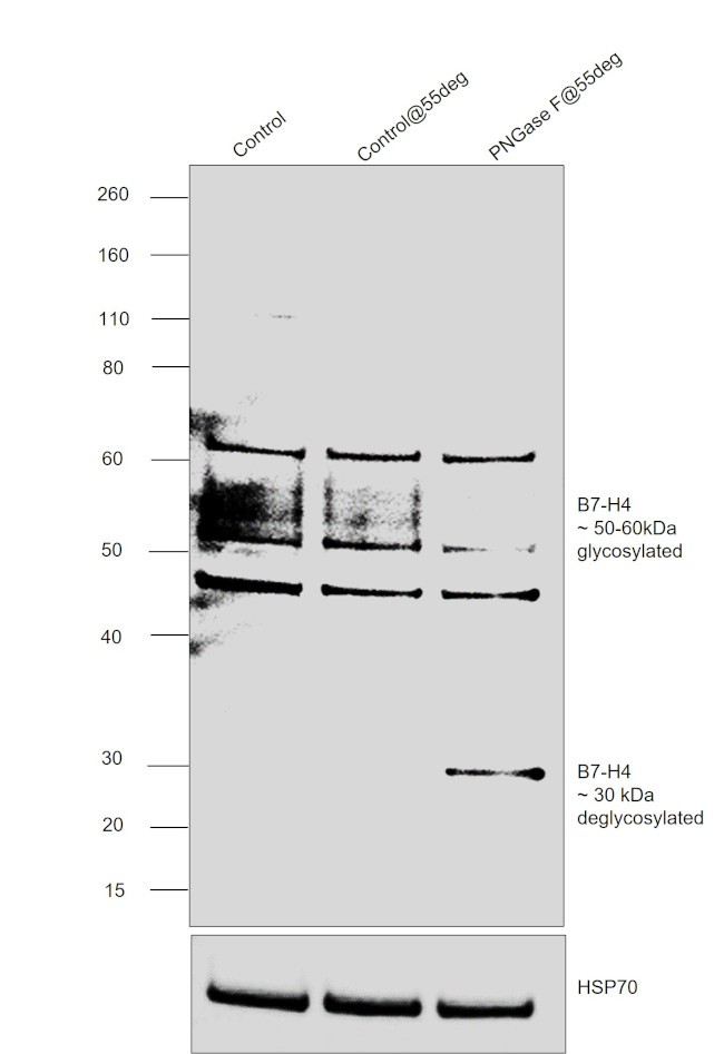 B7-H4 Antibody in Western Blot (WB)