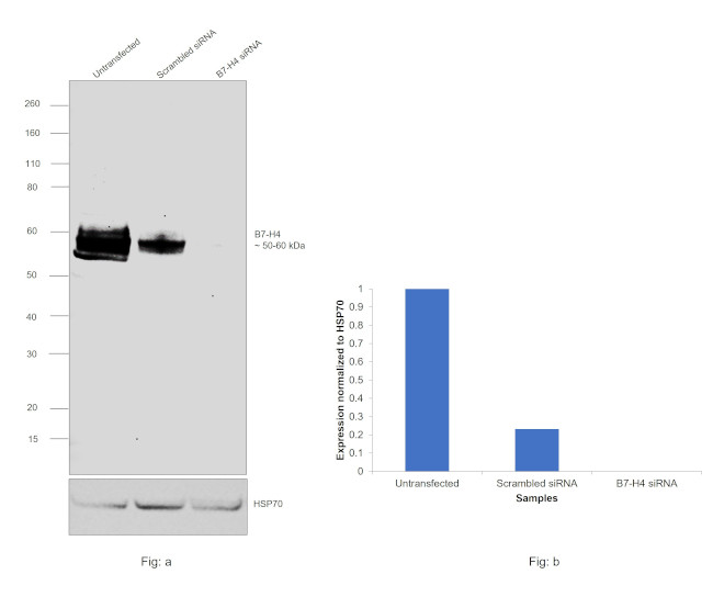 B7-H4 Antibody in Western Blot (WB)