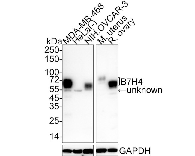 B7-H4 Antibody in Western Blot (WB)