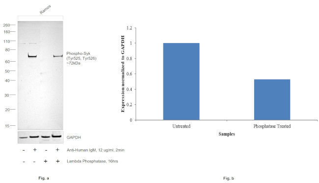 Phospho-Syk (Tyr525, Tyr526) Antibody