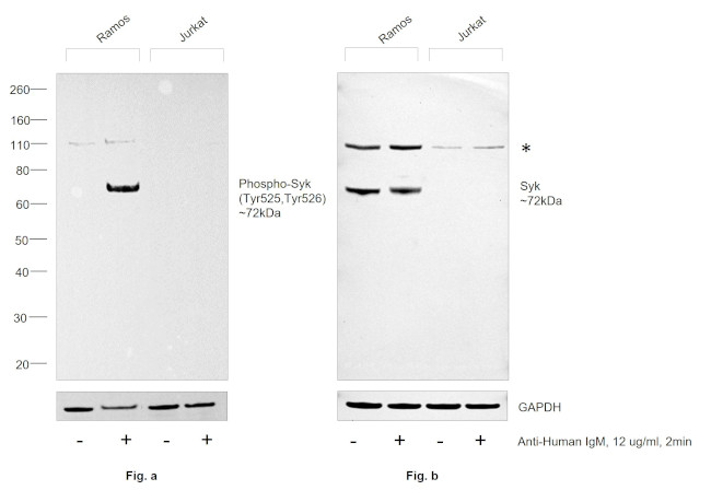 Phospho-Syk (Tyr525, Tyr526) Antibody in Western Blot (WB)