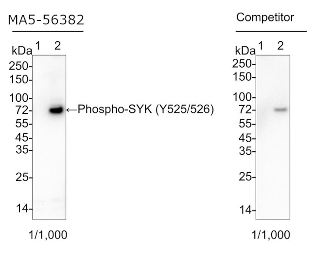 Phospho-Syk (Tyr525, Tyr526) Antibody in Western Blot (WB)