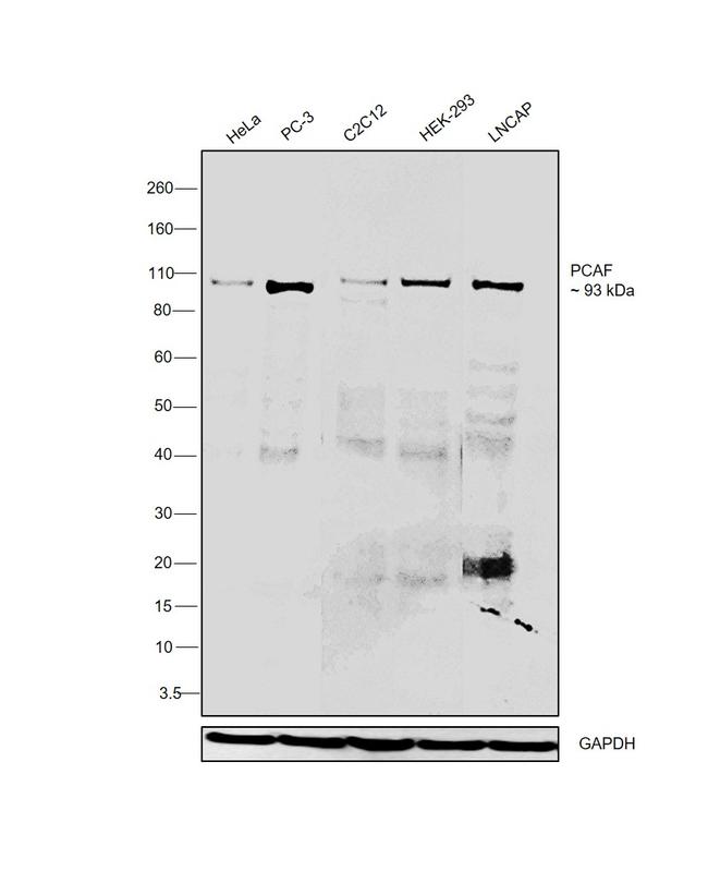 PCAF Antibody in Western Blot (WB)