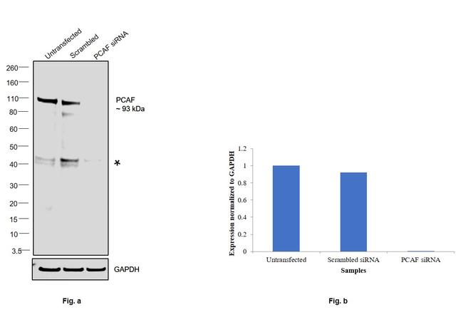 PCAF Antibody in Western Blot (WB)