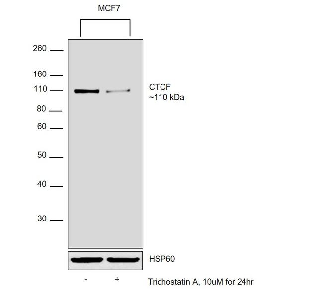 CTCF Antibody