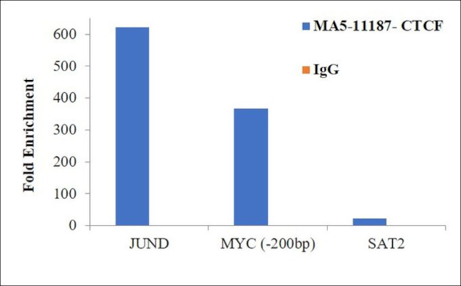 CTCF Antibody in ChIP Assay (ChIP)