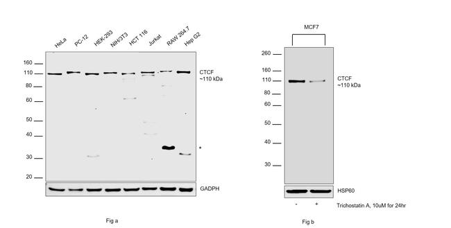 CTCF Antibody in Western Blot (WB)