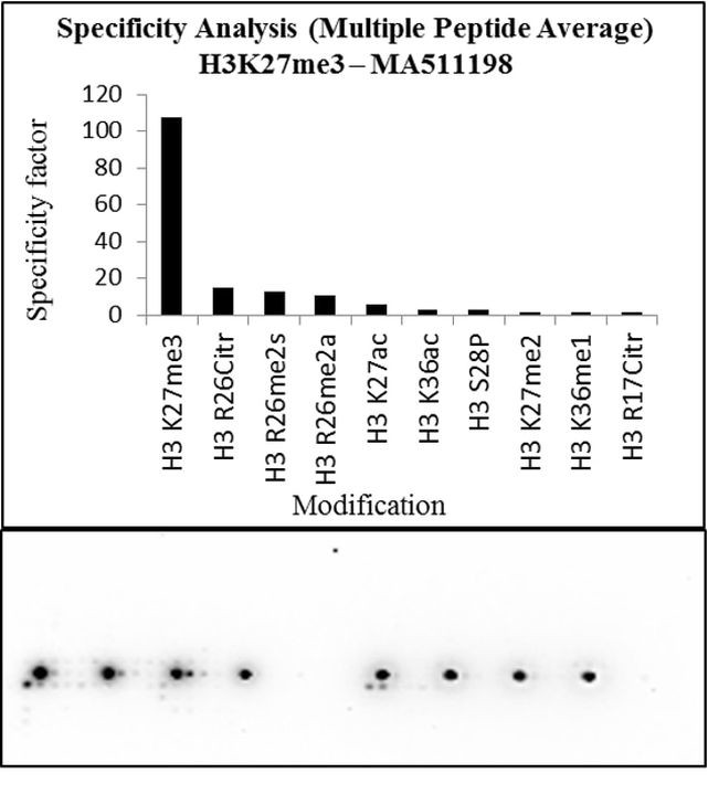 H3K27me3 Antibody