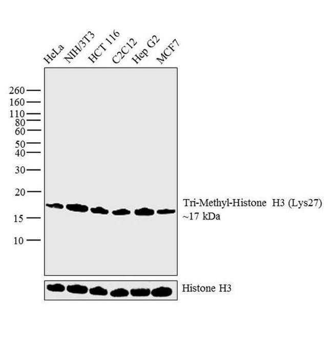 H3K27me3 Antibody in Western Blot (WB)