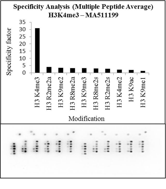 H3K4me3 Antibody